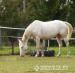 Cremello WPBR Pony, Reitpony - Eladás