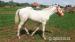 Cremello WPBR Pony, Reitpony - Eladás
