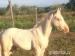 Cremello WPBR Pony, Reitpony - Eladás