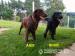 Flat Coated Retriever - Prodej