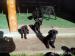šteniatka Cane Corso - Predaj
