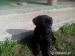 šteniatka Cane Corso - Predaj