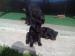 šteniatka Cane Corso - Predaj