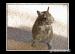 Daruji osmáky degu - Darování