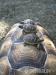 Suchozemské želvy - vlastní odchov - Prodej