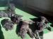 šteniatka Cane Corso - Predaj