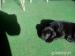 šteniatka Cane Corso - Predaj