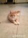3,5 hònapos maine coon kandùrka - Eladás
