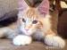 3,5 hònapos maine coon kandùrka - Eladás