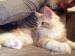 3,5 hònapos maine coon kandùrka - Eladás