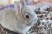 Bytové králiky na predaj - Zakrslý králik - Predaj