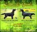 Flat coated retriever - Prodej
