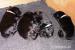 Flat coated retriever - Prodej