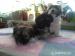 Szczeniaki shih tzu  - Sprzedaż