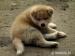 Akita szczenięta po imporcie z Japonii - Sprzedaż