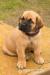 Štěňata Boerboel-  Búrský buldog - Prodej
