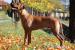 Rhodesian Ridgeback s PP - Predaj