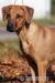 Rhodesian Ridgeback s PP - Predaj