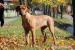 Rhodesian Ridgeback s PP - Predaj