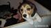 Bigl, Beagle - Predaj