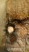 tarantula Brachypelma albiceps - Predaj