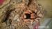 tarantula Brachypelma bohemi - Predaj