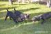 Cane corso steniatka - Predaj