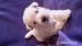 West Highland White Terrier - Prodej