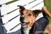 Przepiękny Trix poleca się do adopcji - Podarunek