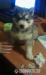 sibirsky husky (hasky) - Predaj