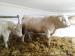 Plemenný býci Charolais - Predaj