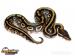 Python regius - odchov 2016 - Prodej