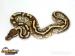 Python regius - odchov 2016 - Prodej