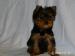 YORKSHIRE TERRIER -YORK - Predaj