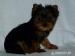 YORKSHIRE TERRIER -YORK - Predaj