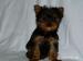 YORKSHIRE TERRIER -YORK - Predaj