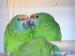 Amazona F.Bodini - Prodej