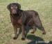 Labrador retriever - Prodej