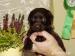 Labrador retriever - Prodej