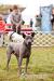Thajský ridgeback modrý - Prodej