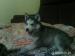 sibirsky husky - Predaj