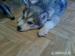 sibirsky husky - Predaj
