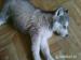 sibirsky husky - Predaj