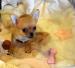MINI CHIHUAHUA rodowód ZKwP/FCI - Sprzedaż