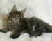 Rodowodowe kocięta maine coon - Sprzedaż