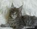 Rodowodowe kocięta maine coon - Sprzedaż