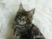 Rodowodowe kocięta maine coon - Sprzedaż
