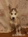 Sibírsky husky - Predaj