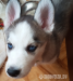 Sibírsky husky - Predaj