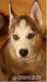 Sibírsky husky - Predaj